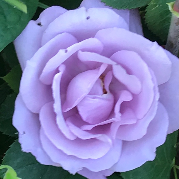 plant image 741356