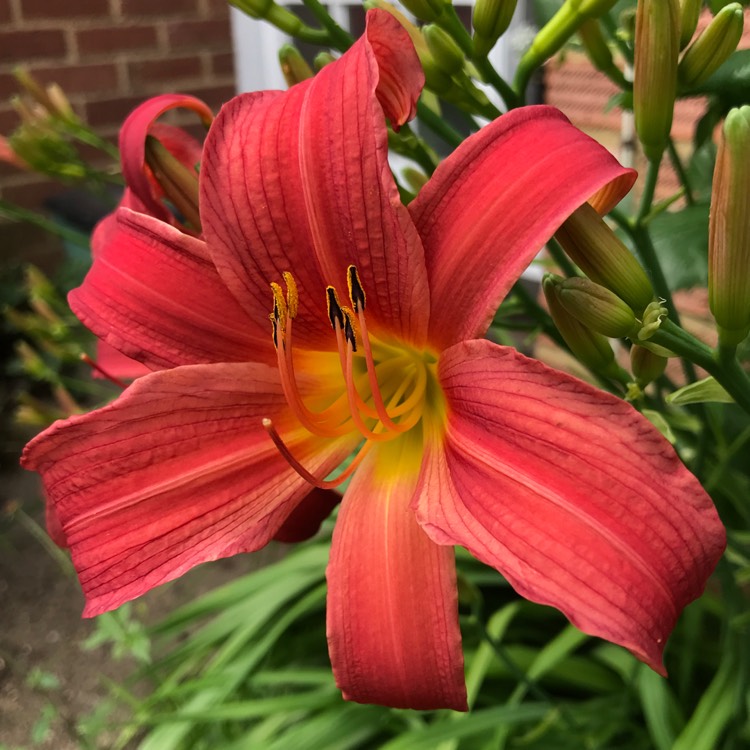 plant image 745239 plant image 745239