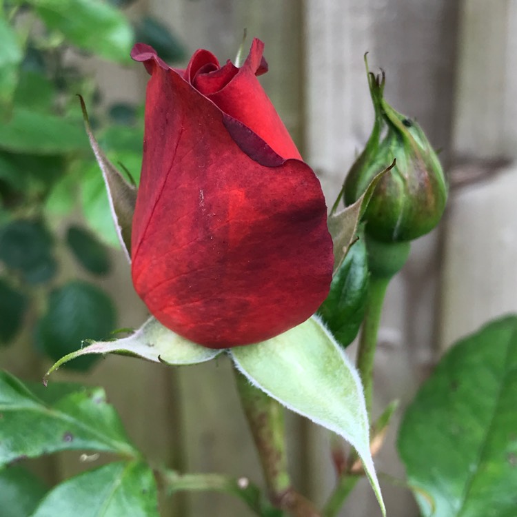 plant image 746755 plant image 746755