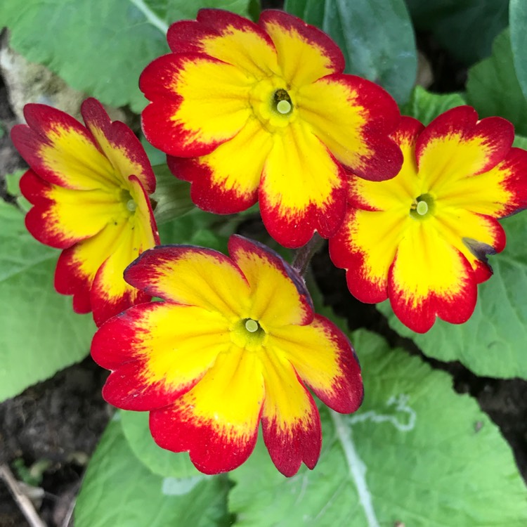 plant image 746779 plant image 746779