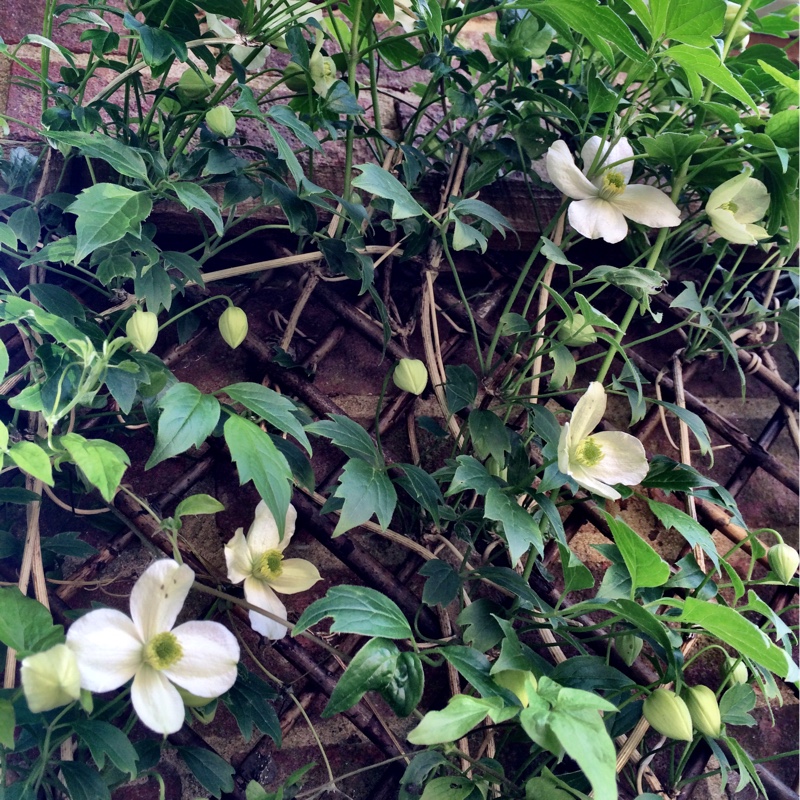 plant image 75904