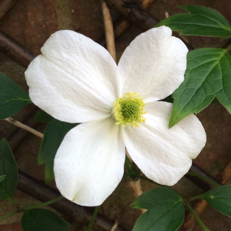 plant image 75907