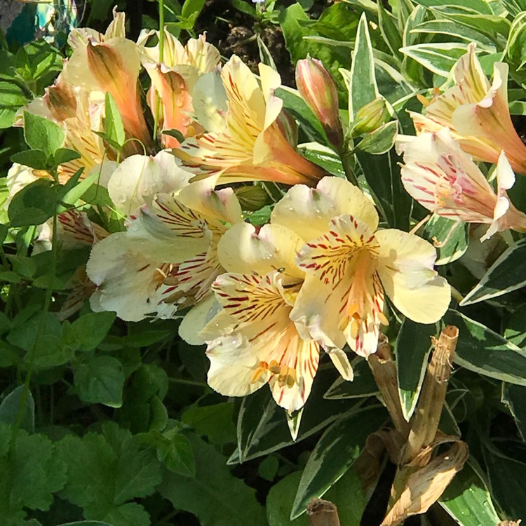 plant image 763737 plant image 763737