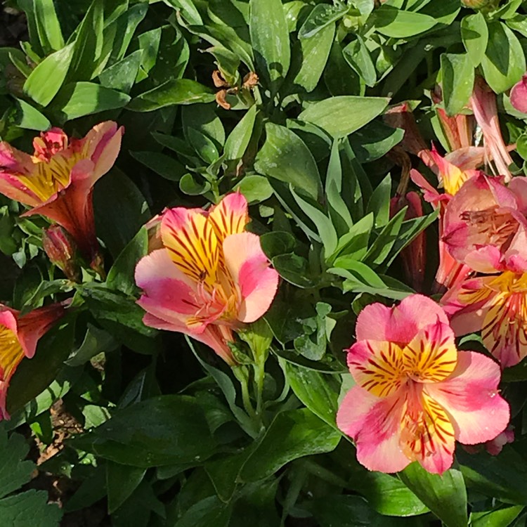 plant image 763741 plant image 763741