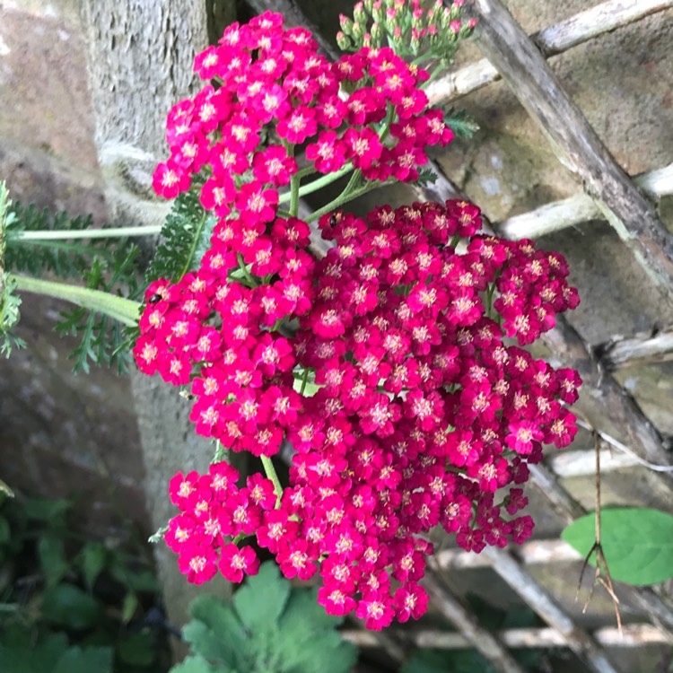 plant image 767086 plant image 767086