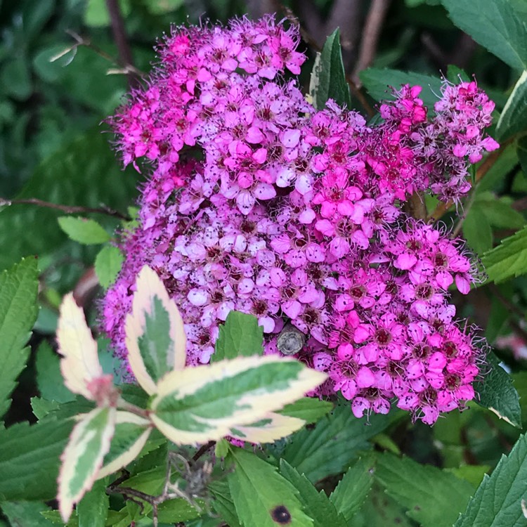 plant image 769096 plant image 769096