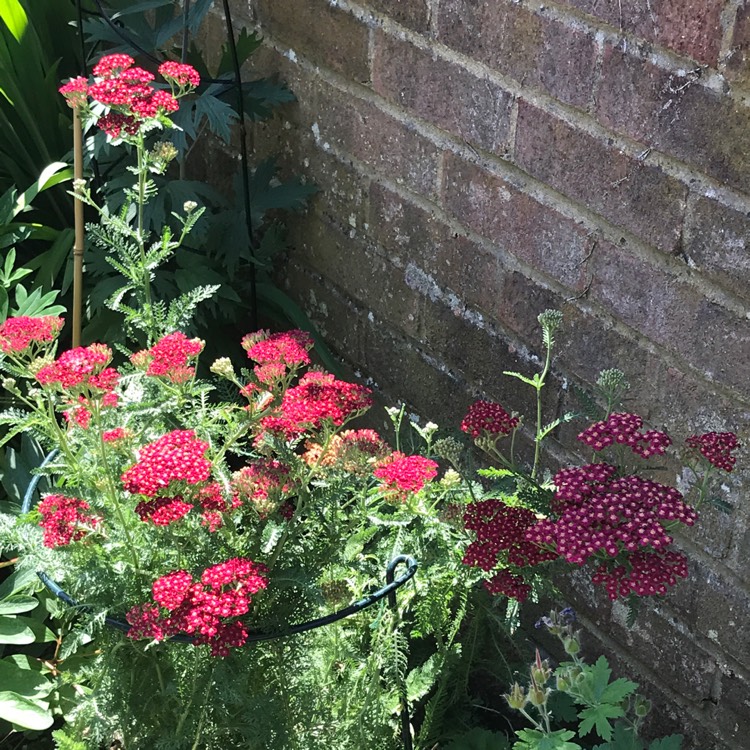 plant image 770334 plant image 770334