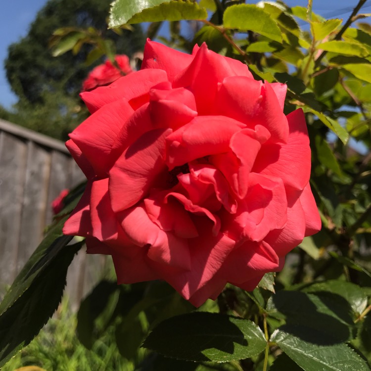 plant image 770337