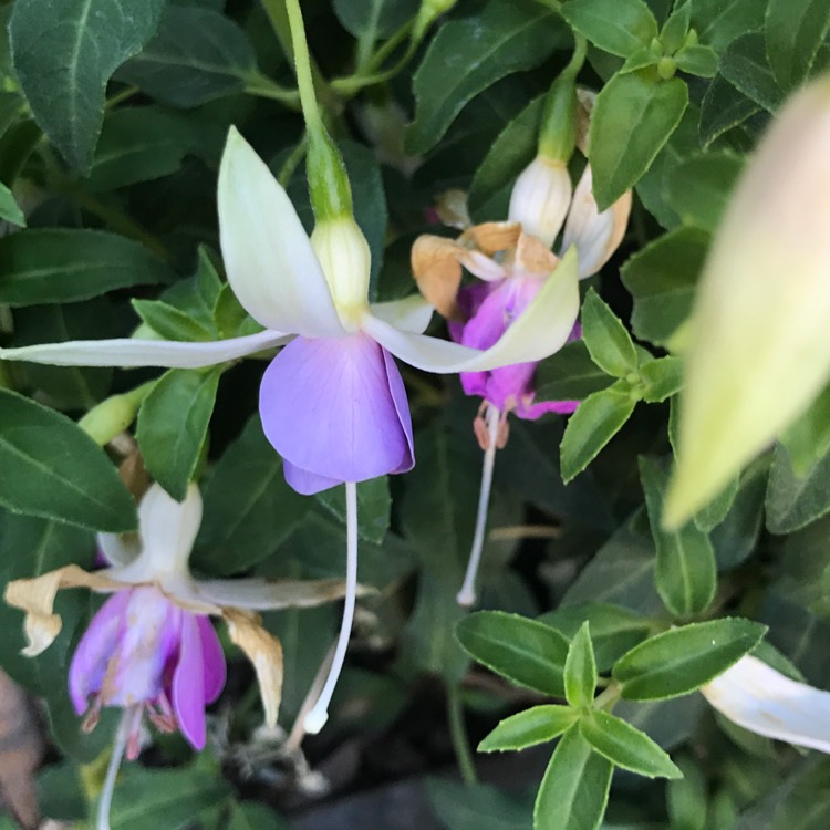 Plant image Fuchsia 'Star Wars'