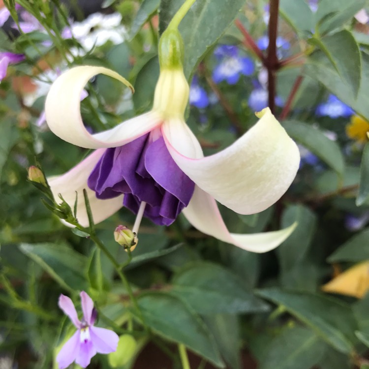 Plant image Fuchsia 'Blue Angel'