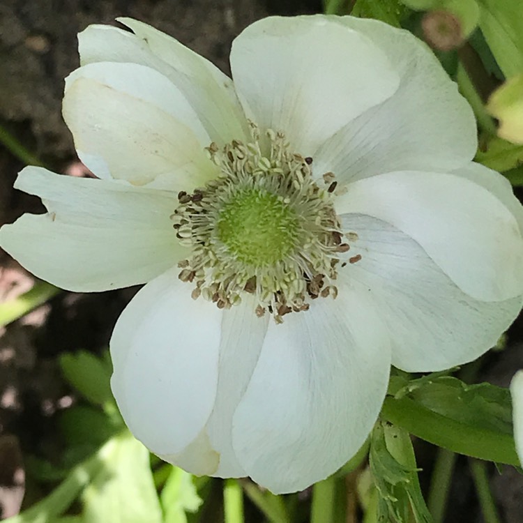 plant image 779048
