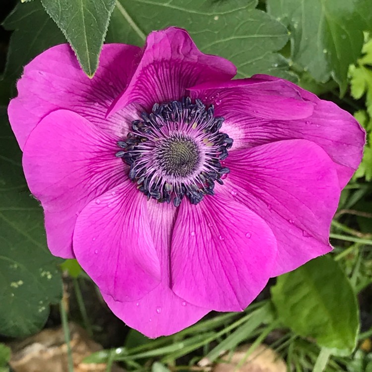 plant image 779706