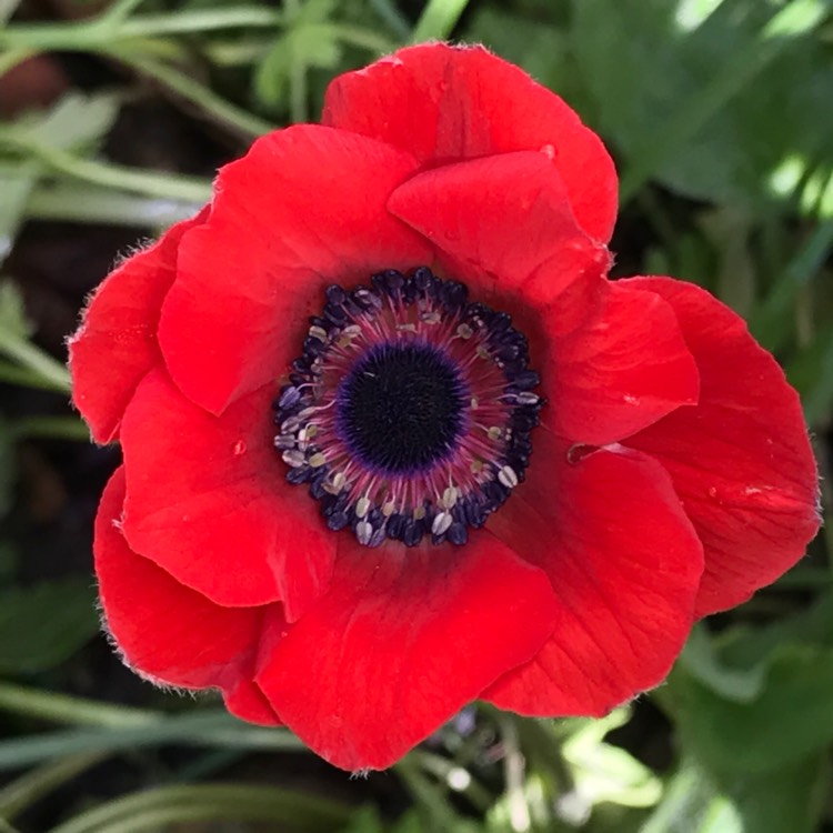 plant image 779707