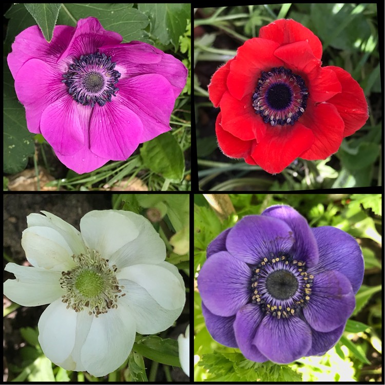 plant image 779713