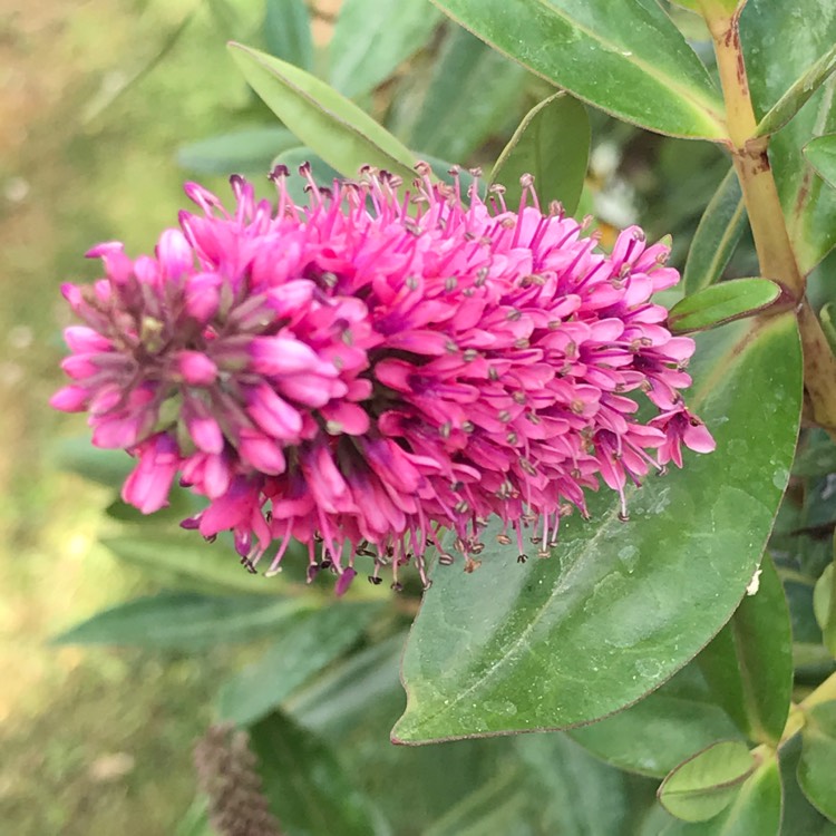 plant image 781580 plant image 781580