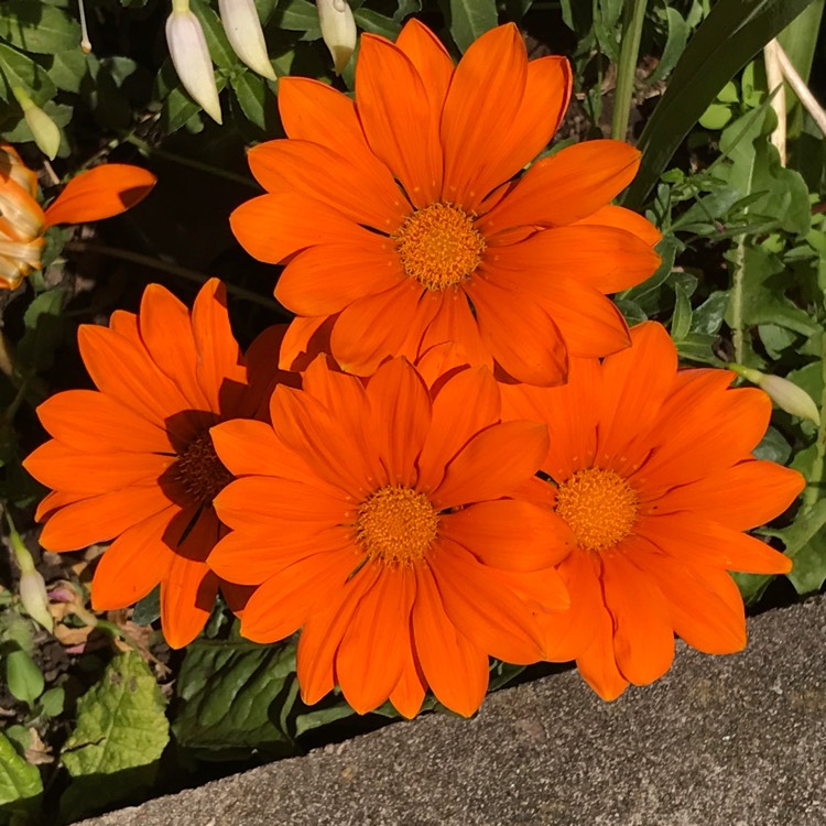 plant image 787669 plant image 787669