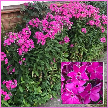 Phlox