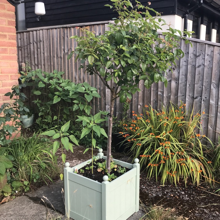 plant image 799121