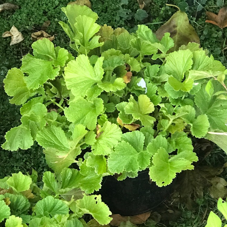 plant image 810543 plant image 810543