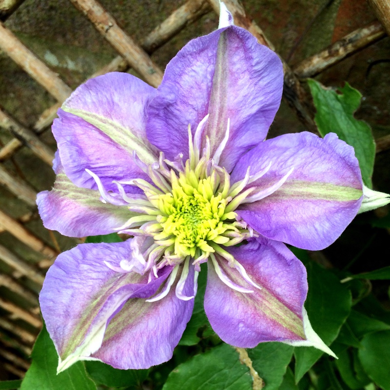 plant image 81130