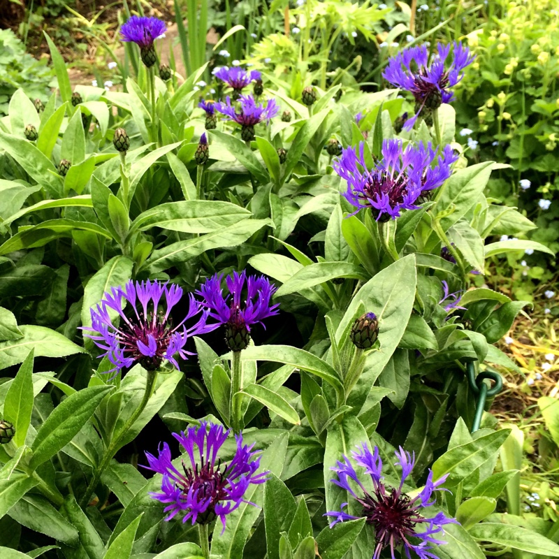 plant image 81134 plant image 81134