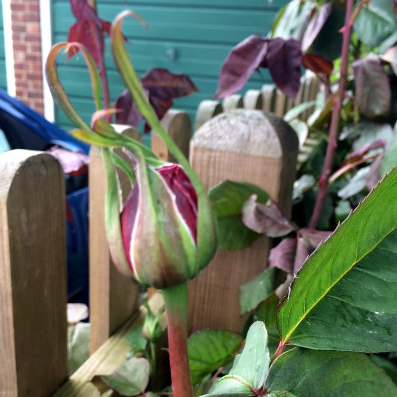plant image 81149 plant image 81149