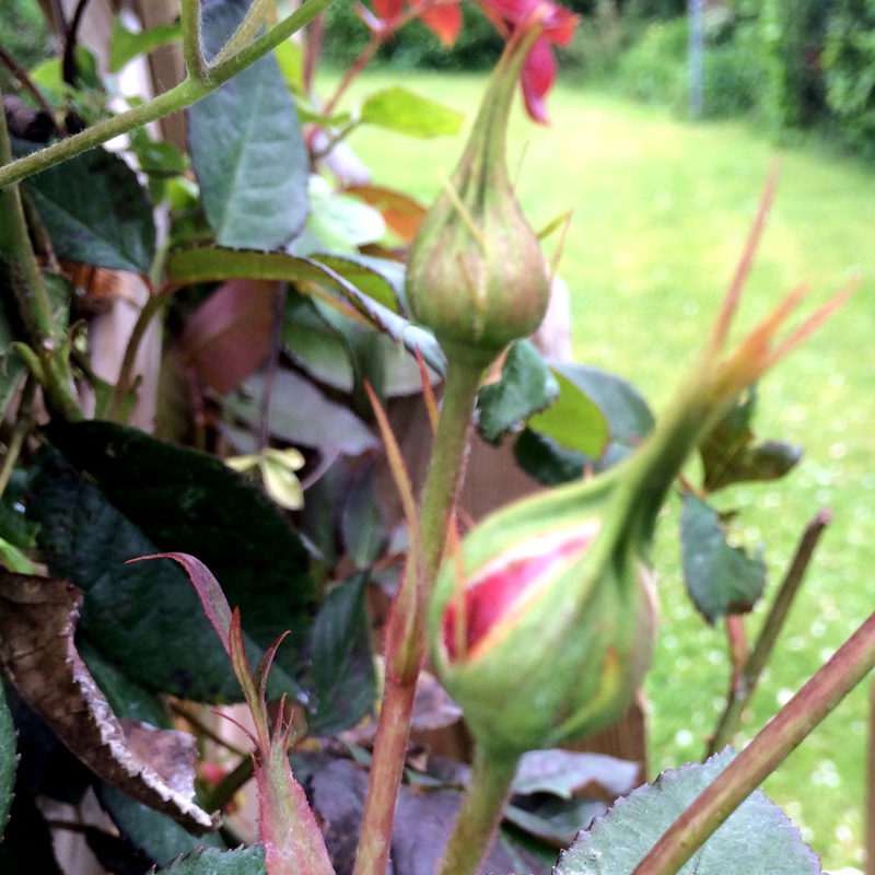 plant image 81160 plant image 81160