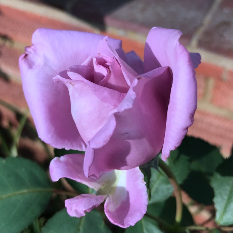 Plant image Rosa 'Tannacht' syn. Rosa 'Blue Moon', Rosa 'Blue Munday', Rosa 'Sissi', Rosa 'Navo-Rose', Rosa 'Mainzer Rad', Rosa 'Mainzer Fastnacht'