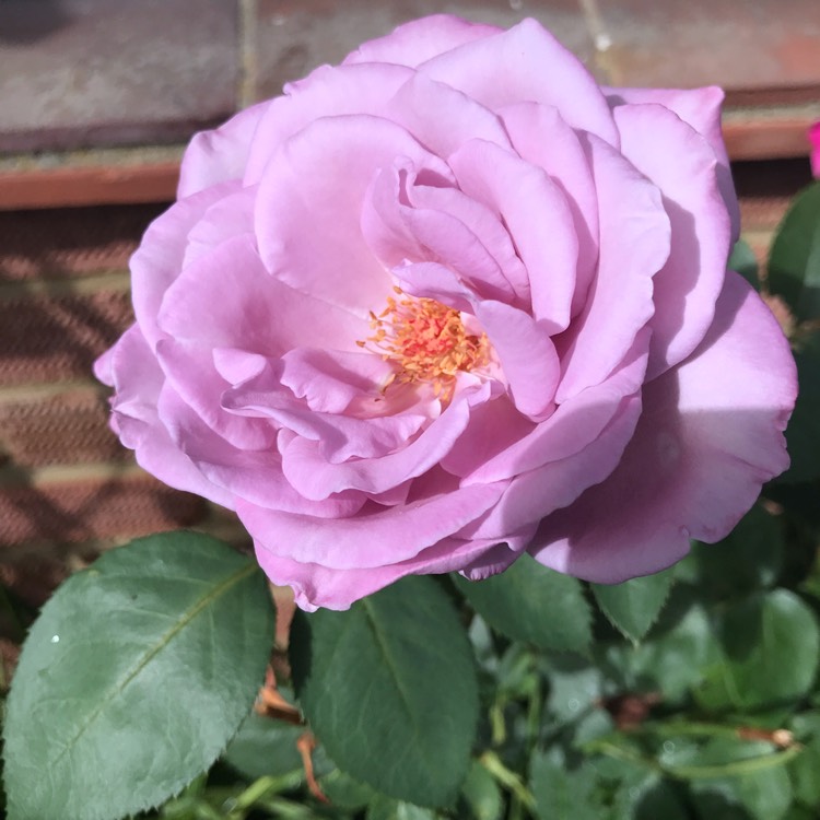 plant image 812235