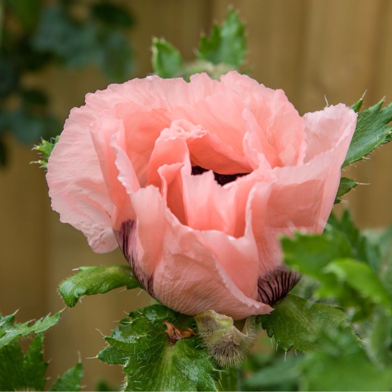 plant image 81280 plant image 81280