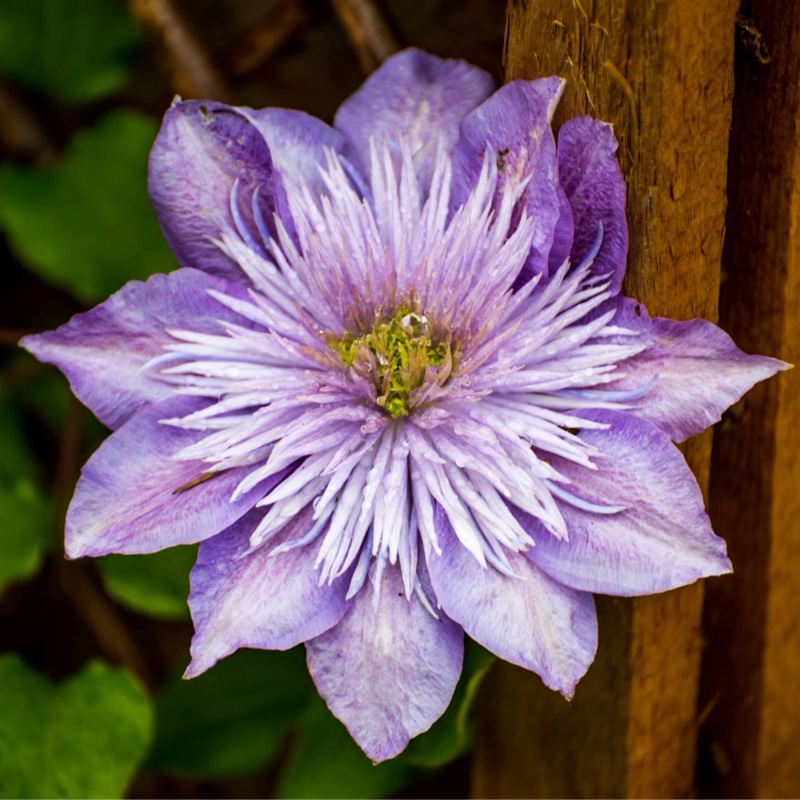 plant image 81289