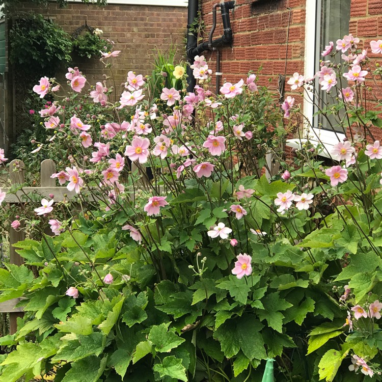 plant image 818358 plant image 818358
