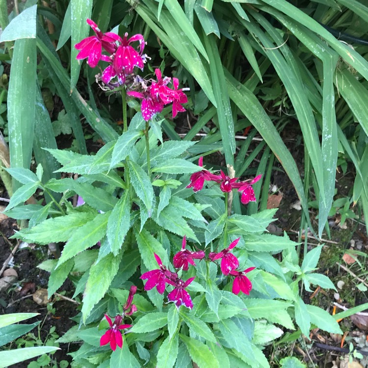 plant image 821029