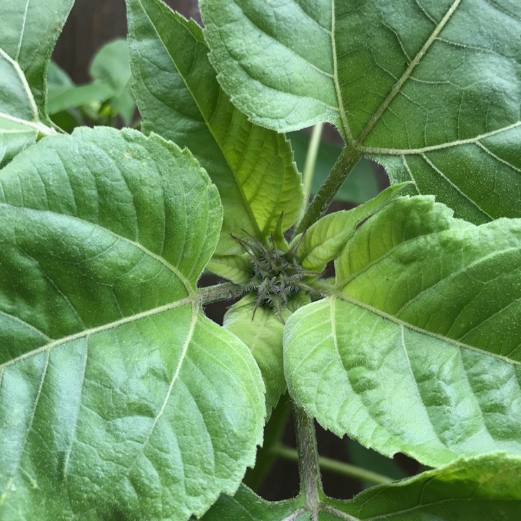 plant image 822036