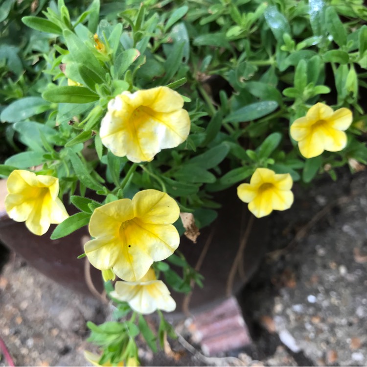 plant image 830189
