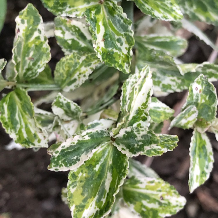 Plant image Euonymus fortunei 'Harlequin'