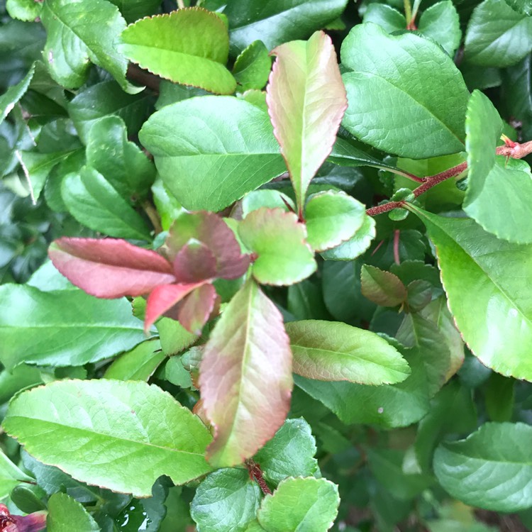 plant image 831343 plant image 831343