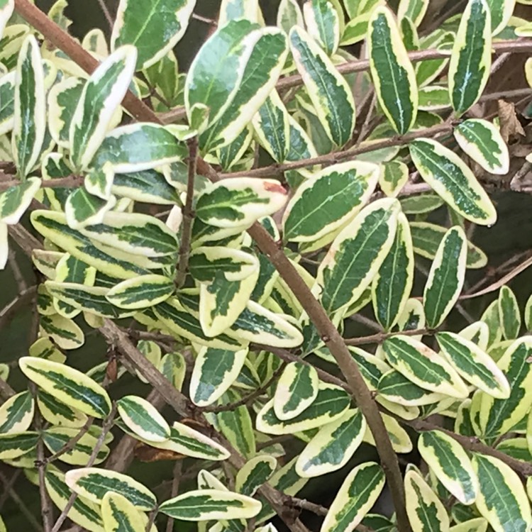 plant image 831344