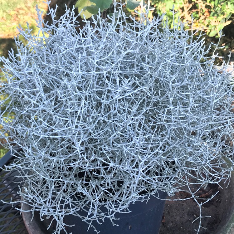Plant image Calocephalus