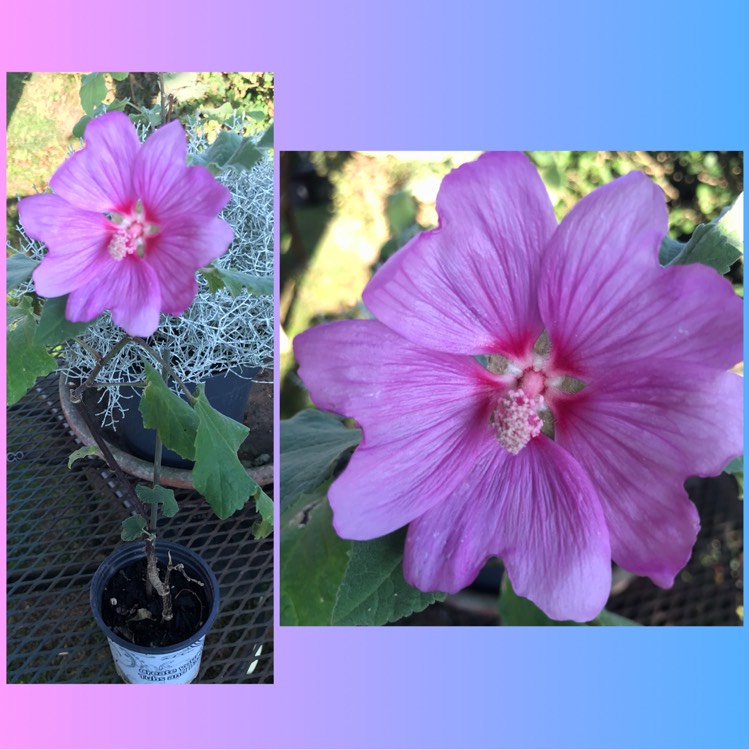 Plant image Lavatera x clementii 'Rosea'