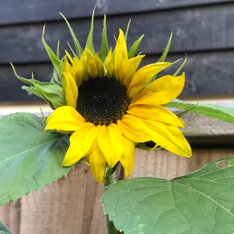 plant image 838937
