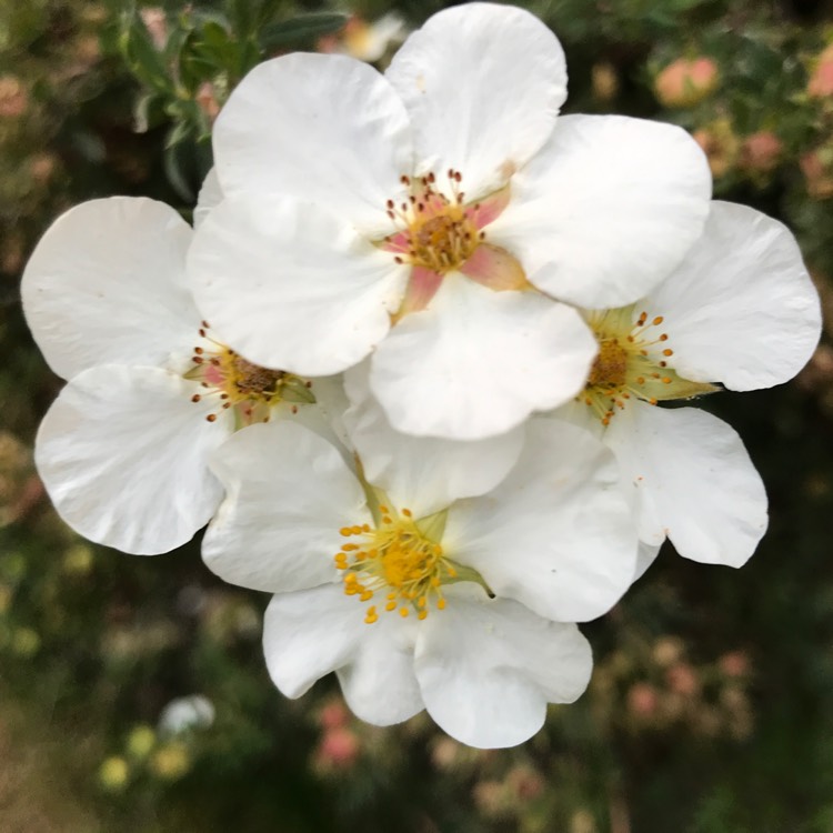 plant image 839366 plant image 839366