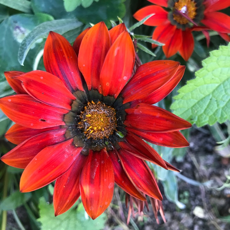 plant image 842439 plant image 842439