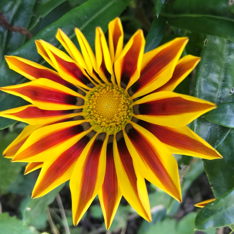 plant image 842441 plant image 842441