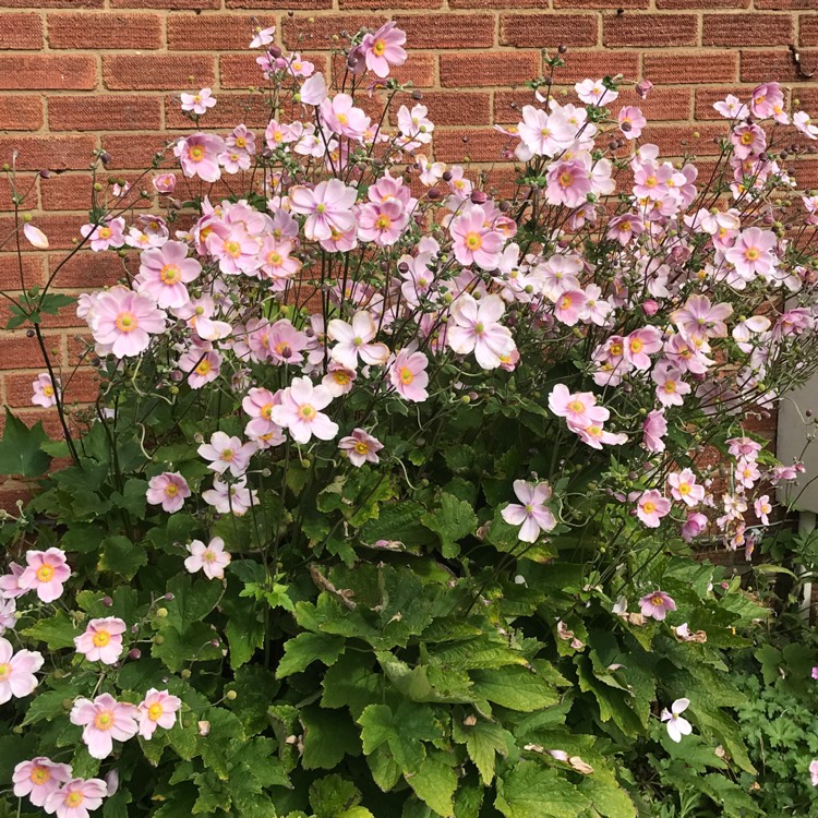 plant image 842495 plant image 842495