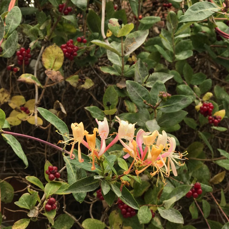 plant image 842503 plant image 842503