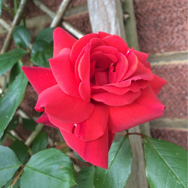 plant image 84302 plant image 84302