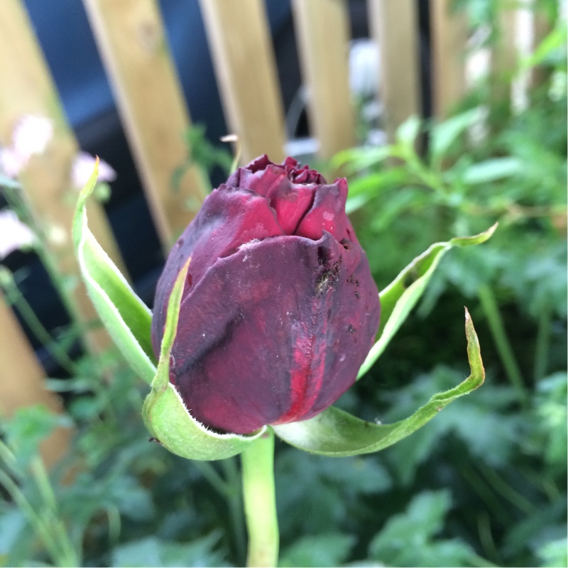plant image 84320 plant image 84320