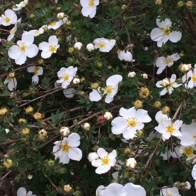 plant image 84352 plant image 84352