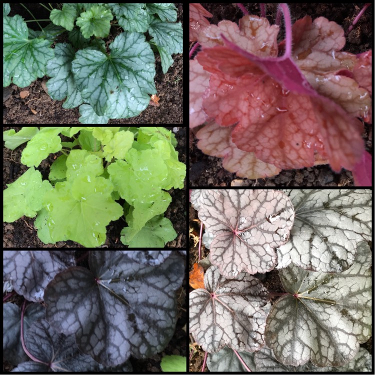 Plant image Heuchera
